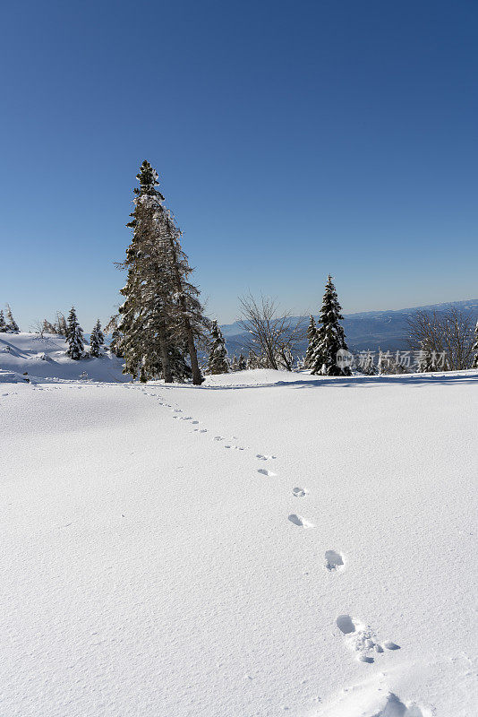 冬季景观的Velika Planina，牧场高原，在深深的雪地上的脚印对蓝色的天空